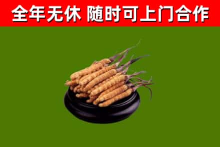 虎林烟酒回收冬虫夏草.jpg
