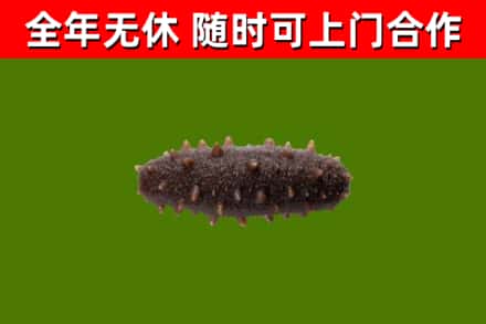 虎林烟酒回收干海参.jpg
